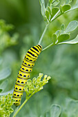 Raupe des Schwarzen Schwalbenschwanzes auf der Weinraute