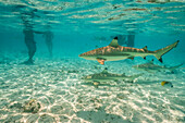 Französisch-Polynesien, Bora Bora. Schwarzspitzen-Riffhaie in der Nähe von Touristen.