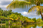 French Polynesia, Taha'a. Tropical lagoon and jungle.