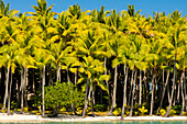 French Polynesia, Bora Bora. Palm trees and beach.