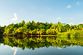 French Polynesia, Taha'a. Tropical jungle reflects in lagoon.