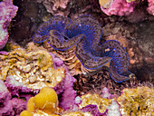 Französisch-Polynesien, Taha'a. Riesenmuschel und Korallen unter Wasser.