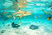French Polynesia, Bora Bora. Black-tip reef sharks and stingrays.