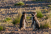 Argentina, Patagonia. Magellanic penguins interact on the beach