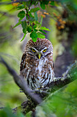 Chile, Aysen, Cochrane. Austral Pygmy Owl locally called Chunco.