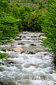 Chile, Aysen. Small mountain stream.