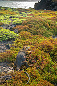 Ecuador, Galapagos-Nationalpark, South Plaza Insel. Landleguan in Portulak-Pflanzen.