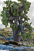 Ecuador, Galapagos National Park, South Plaza Insel. Seelöwe ruht neben einem Kaktus.