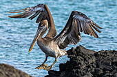 Ecuador, Galapagos National Park, Santiago Island. Brown pelican jumping from rock to rock.