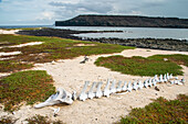 Ecuador, Galapagos National Park, Mosquera Island. Whale skeleton on beach.