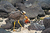 Ecuador, Galapagos-Nationalpark, Mosquera-Insel. Gelbscheitel-Nachtreiher beim Fressen der Sally-Leichtfußkrabbe.