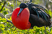 Ecuador, Galapagos-Nationalpark, Genovesa-Insel. Fregattvogel-Männchen bei der Balz.