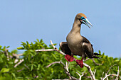 Ecuador, Galapagos-Nationalpark, Insel Genovesa. Rotfußtölpel in einem Baum.