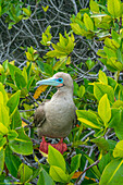 Ecuador, Galapagos-Nationalpark, Genovesa-Insel. Rotfußtölpel auf einem Baum.