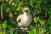 Ecuador, Galapagos National Park, Genovesa Island. Red-footed booby chick in tree.