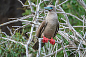 Ecuador, Galapagos-Nationalpark, Insel Genovesa. Rotfußtölpel im Baum.