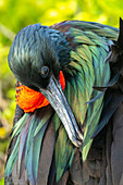 Ecuador, Galapagos-Nationalpark, Genovesa-Insel. Fregattvogel-Männchen Nahaufnahme.