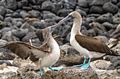 Ecuador, Galapagos-Nationalpark, Isla Lobos. Blaufußtölpelpaar bei der Balz.