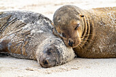 Ecuador, Galapagos National Park, Espanola Insel. Schlafende Seelöwen am Strand.