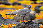 Ecuador, Galapagos-Nationalpark, Mosquera-Insel. Lava-Möwe Nahaufnahme.