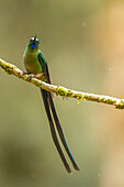 Ecuador, Guango. Langschwanzsylphenkolibri, Nahaufnahme.