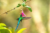 Ecuador, Guango. Long-tailed sylph hummingbird feeding on flower nectar.