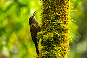 Ecuador, Guango. Streaked-headed woodcreeper bird on tree trunk.