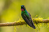 Ecuador, Guango. Turmalin-Sonnenengel-Kolibri aus der Nähe.