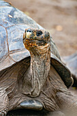 Die Galapagos-Schildkröte lugt unter ihrem Panzer hervor.