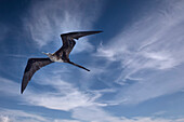 Vogel schwebt über einem Schiff auf den Galapagos-Inseln.