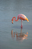 Flamingo looking for food in an estuary in the Galapagos Islands.