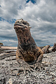 Der hässliche Meeresleguan auf der Insel Fernandina diente als Vorlage für die Godzilla-Filme. Weitwinkelansicht.