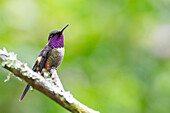 Ecuador, Tandayapa Valley, Alambi Reserve. Purple-throated woodstar