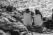 Falklandinseln, Schwarz-Weiß-Aufnahme eines Paares von Felsenpinguinen beim Nisten auf einer Klippe, New Island