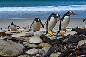Falkland Islands, Gentoo Penguins climb onto the beach.