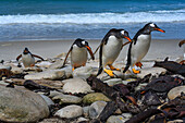 Falklandinseln, Eselspinguine klettern auf den Strand.