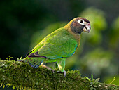 Brown-hooded parrot, Costa Rica, Central America