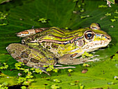 Forrer's Grass Frog, Forrer's Leopard Frog, Costa Rica