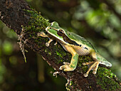 Masked Treefrog, Costa Rica, Central America