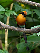 Rufous Motmot, Costa Rica, Central America