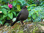 Sooty Robin, aka Sooty Thrush, Costa Rica, Central America