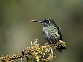 Talamanca-Kolibri, Costa Rica, Mittelamerika