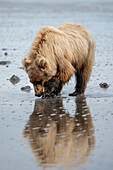 Braunbär gräbt im Schlamm des Cook Inlet nach Muscheln.