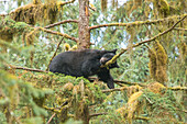 Cub resting in a tree next to Anan Creek.