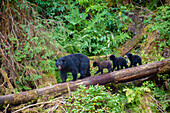 Schwarzbärendrillinge folgen ihrer Mutter am Anan Creek.