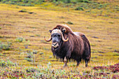 USA, Alaska, Noatak National Preserve. Bull Muskox on the arctic tundra.