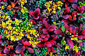 USA, Alaska, Noatak National Preserve. Alpine Bearberry in der arktischen Tundra in Herbstfarben.