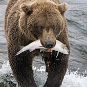 Alaska, Brooks Falls. Grizzleybär hält einen Lachs im Maul.