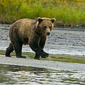 Alaska, Lake Clark. Young grizzly bear walks along the shoreline.