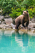 Alaska, Clarksee. Junger Grizzlybär läuft am Ufer entlang.